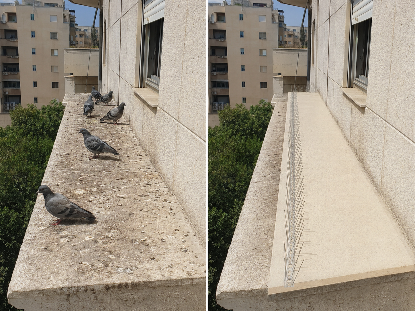 לפני ואחרי הרחקת יונים