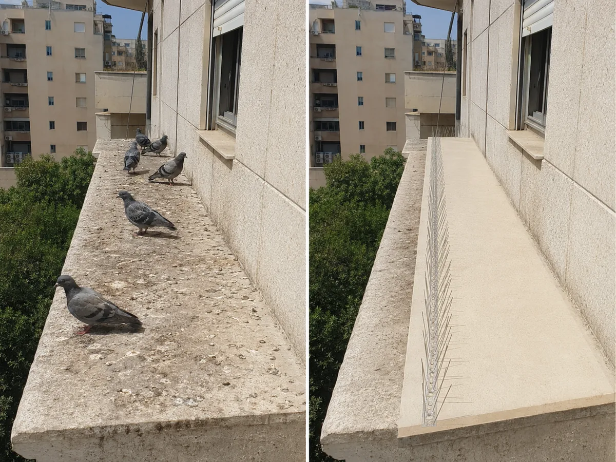 לפני ואחרי הרחקת יונים